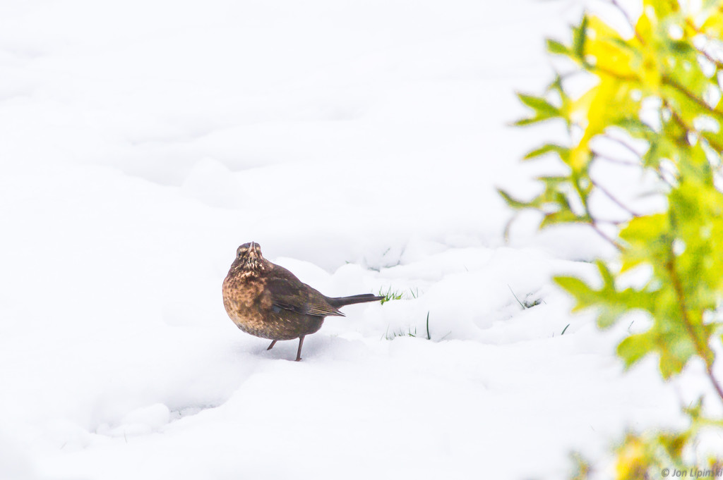 Lady Blackbird in Snow by jon_lip