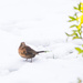 Lady Blackbird in Snow by jon_lip