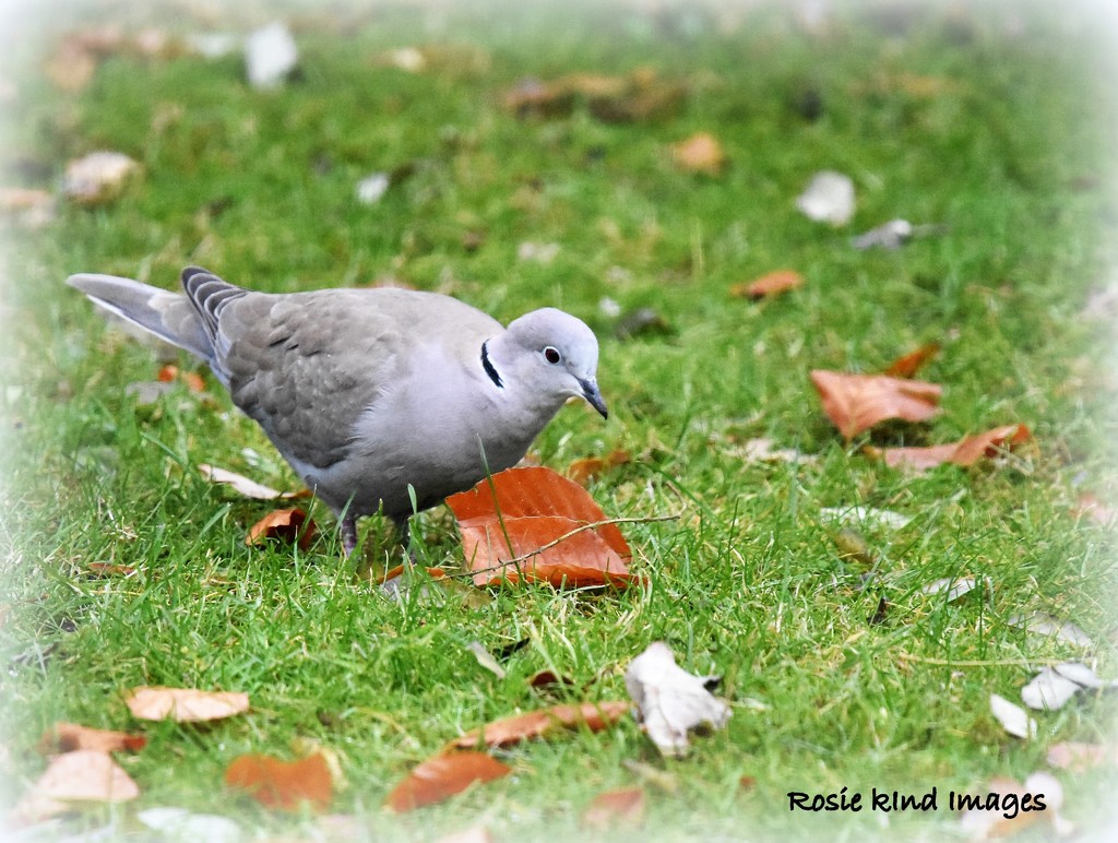 Foraging among the leaves by rosiekind