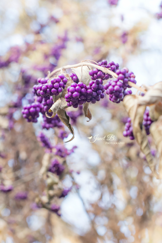 Beautyberry  by janetb