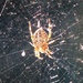  Spider  by susiemc
