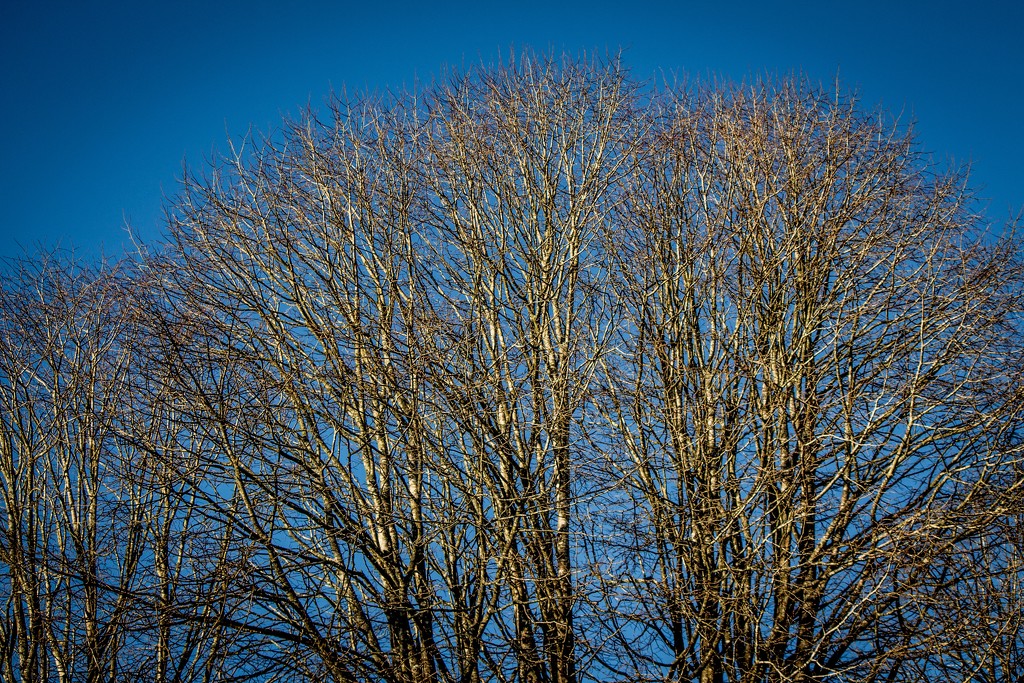 The obligatory dead tree in winter shot.... by swillinbillyflynn