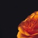 A low key rose by vincent24