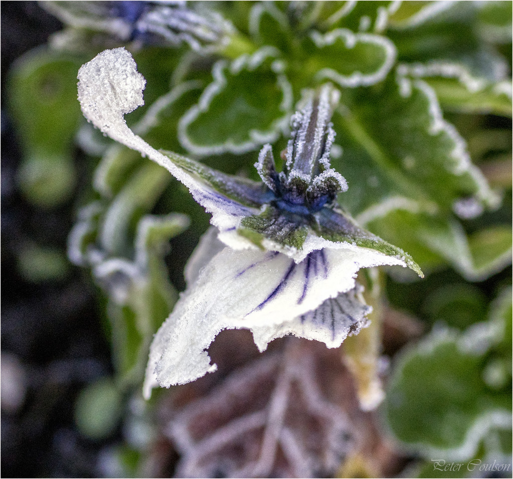 Frost on a Flower by pcoulson
