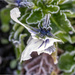 Frost on a Flower by pcoulson