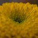 Chrysanthemum by rumpelstiltskin