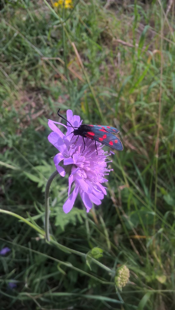 Six spot burnet on scabious by shannejw