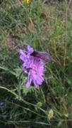 14th Jul 2017 - Six spot burnet on scabious