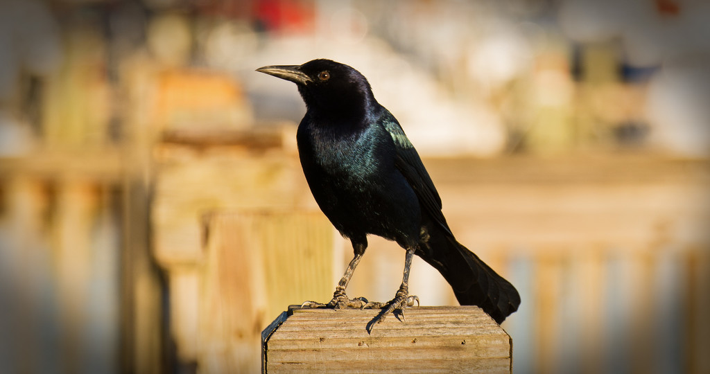Common Grackle Pose! by rickster549