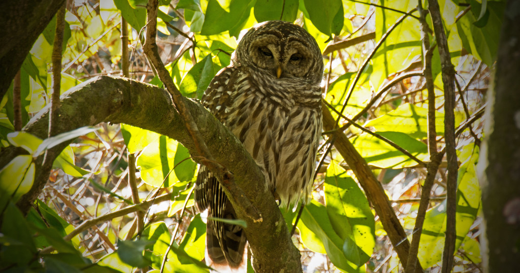 Todays Barred Owl Photo! by rickster549