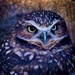 Burrowing Owl (Before Coffee) by joysfocus