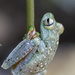Glass Frog by pdulis