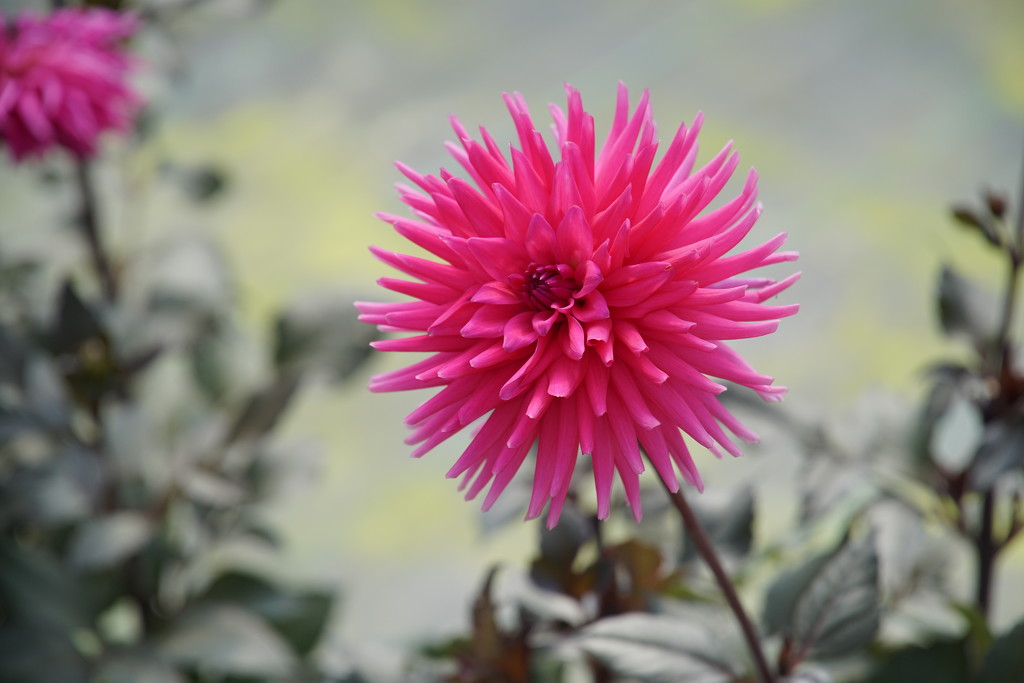a pink dahlia by quietpurplehaze