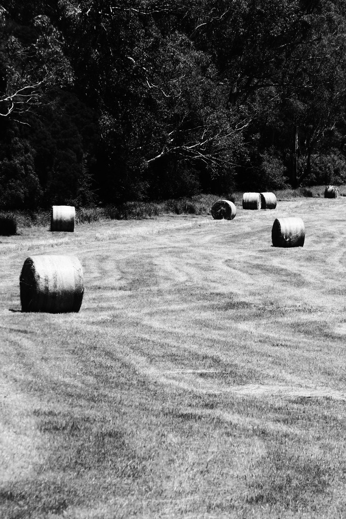 hay season by wenbow