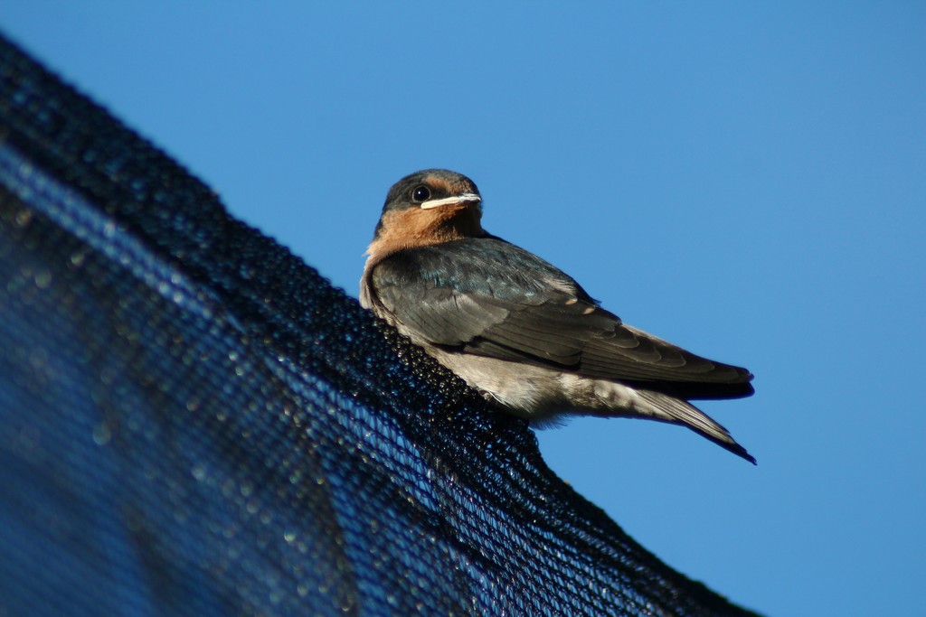 baby swallow by wenbow