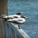 Whose Tern to go first? by judithdeacon