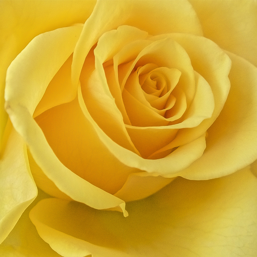 Filler Rose. by tonygig