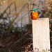 Kingfisher by davemockford