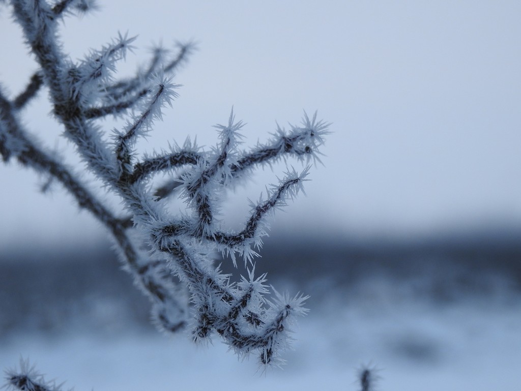 Fabulous frost!  by roachling