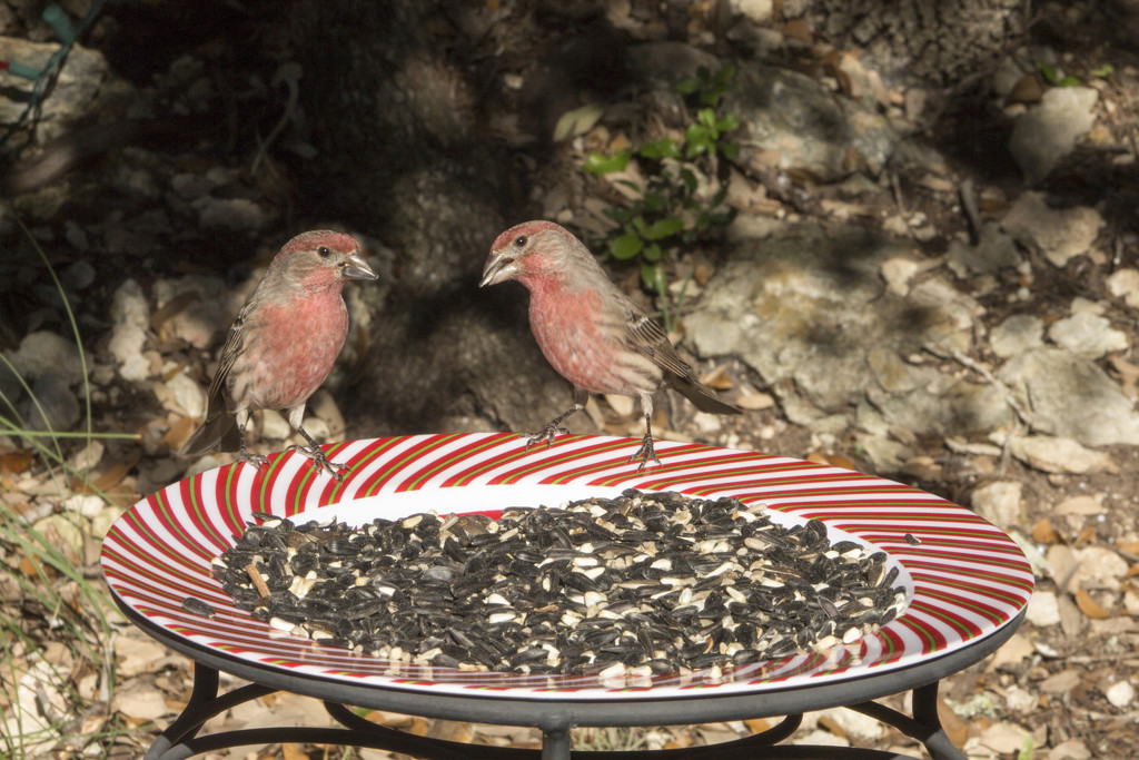 Male House Finches by gaylewood