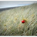 Bauble in the Sand Dunes... Christmas Downunder... by julzmaioro