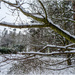 Snowy Branches by carolmw