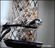 13th Dec 2017 - Long tailed tits