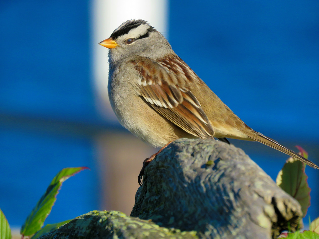 White-Crowned Sparrow by seattlite