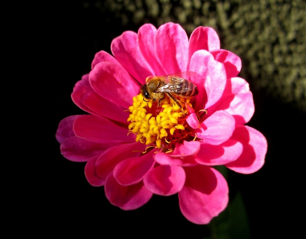 Pčela na cvijetu by vesna0210