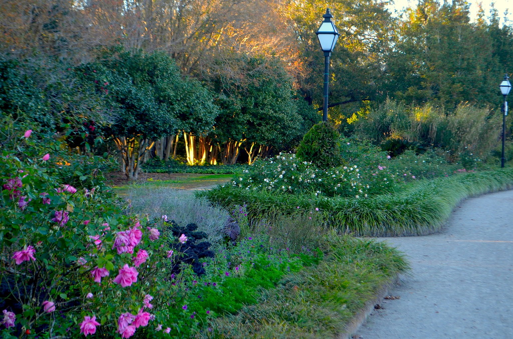 Hampton Park, Charleston, SC by congaree