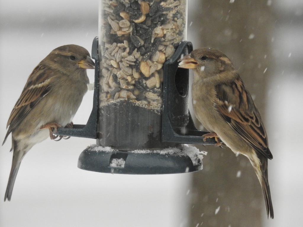 snow & sparrows  by amyk