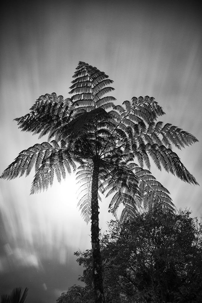 Supermoon Palm by pdulis