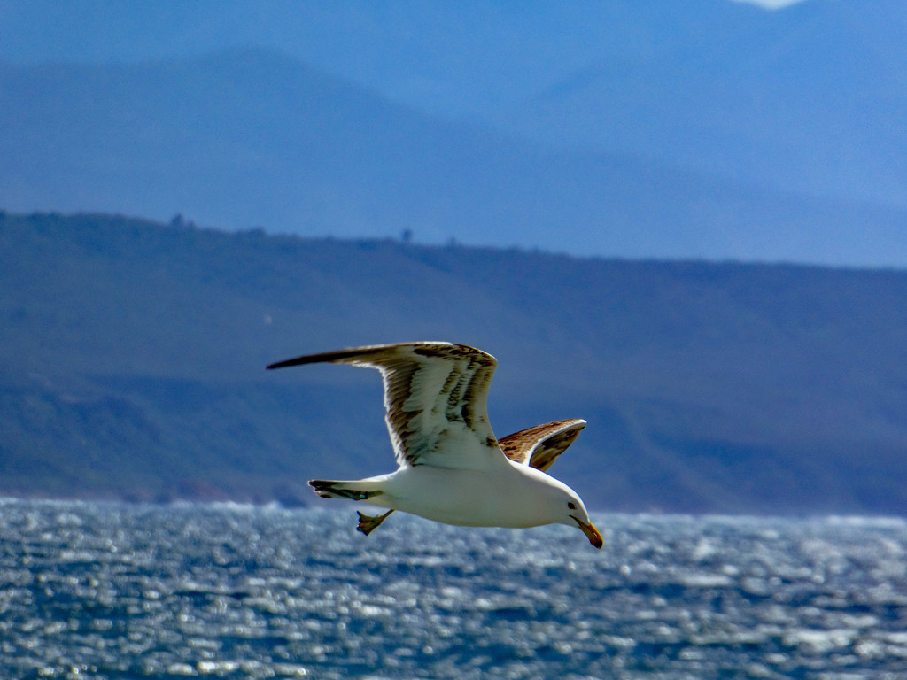 My first in flight shot of a Seagull. by ludwigsdiana