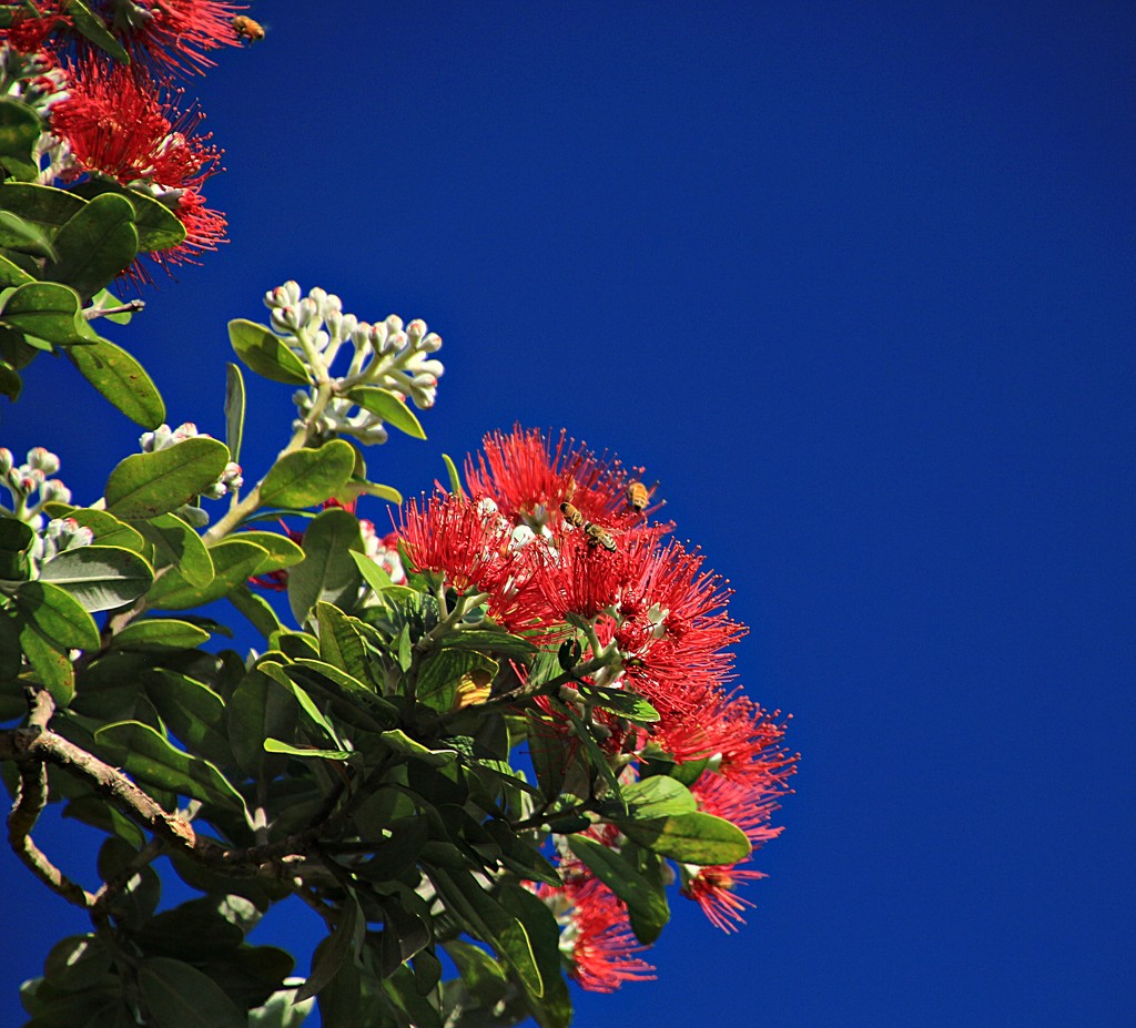 This Kiwi xmas tree comes with living decorations by kiwinanna