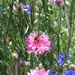 Flower bee by alia_801