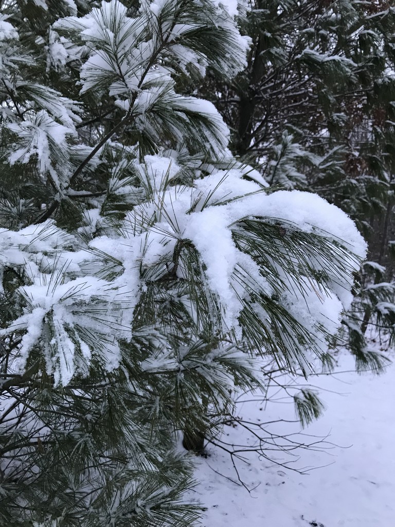 snow on pine by pfaith7
