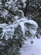 14th Dec 2017 - snow on pine