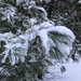 snow on pine by pfaith7