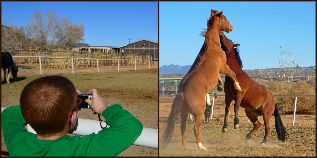 young photographer & horses by bigdad