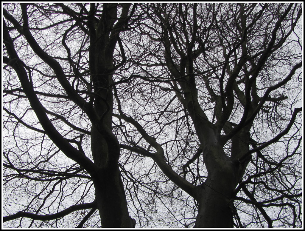 A Beech tree with Winter branches. by grace55