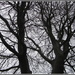 A Beech tree with Winter branches. by grace55