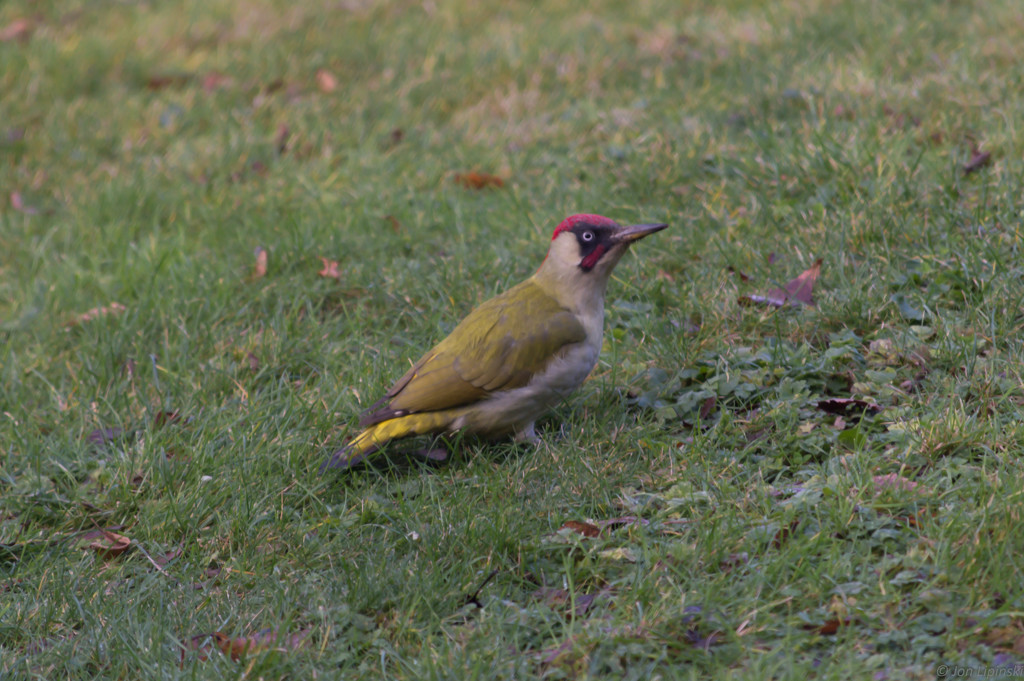 Green woodpecker on lawn by jon_lip