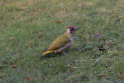 14th Dec 2017 - Green woodpecker on lawn