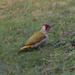 Green woodpecker on lawn by jon_lip