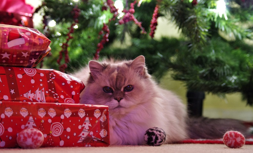 Holly anxiously awaiting Christmas! by radiogirl