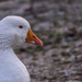 Filler Goose by tonygig