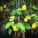 Lemon Tree by joysfocus