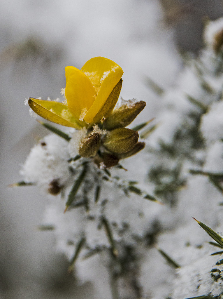 Of gorse its been snowing by shepherdman