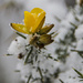 Of gorse its been snowing by shepherdman
