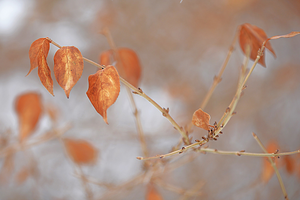 Orange leaves! by fayefaye